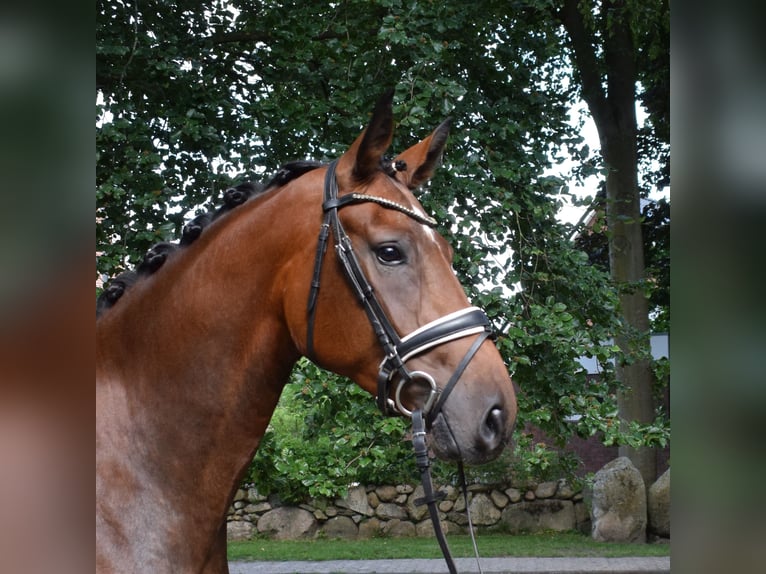 Hannoveraner Stute 3 Jahre 172 cm Brauner in Fredenbeck