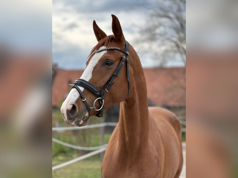 Hannoveraner Stute 3 Jahre 172 cm Fuchs in Dransfeld