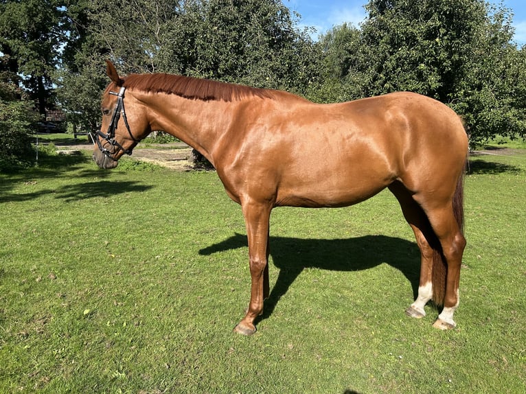 Hannoveraner Stute 3 Jahre 172 cm Fuchs in TrebelTrebel