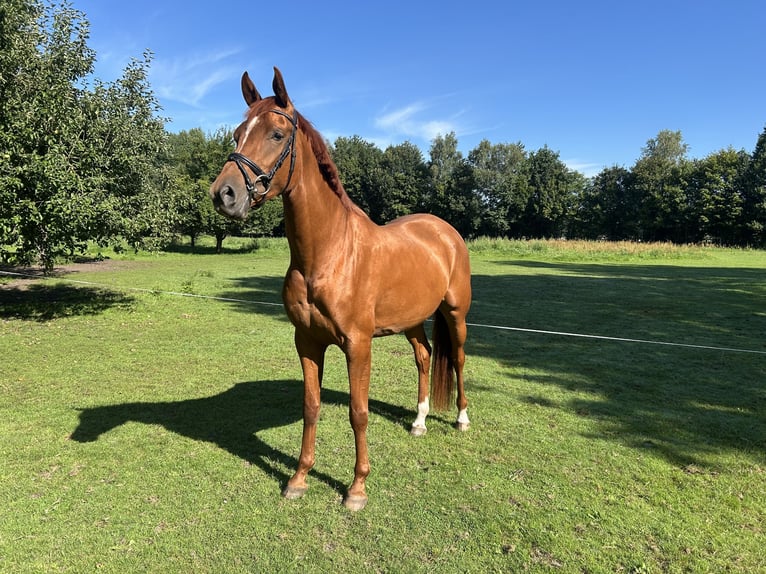Hannoveraner Stute 3 Jahre 172 cm Fuchs in TrebelTrebel