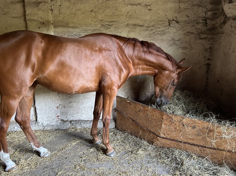 Hannoveraner Stute 3 Jahre 172 cm Fuchs in TrebelTrebel
