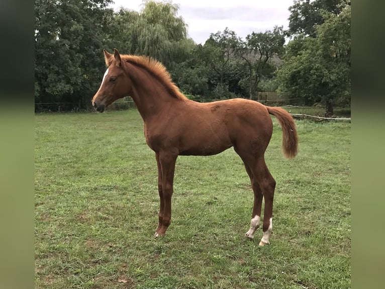 Hannoveraner Stute 3 Jahre 172 cm Fuchs in TrebelTrebel