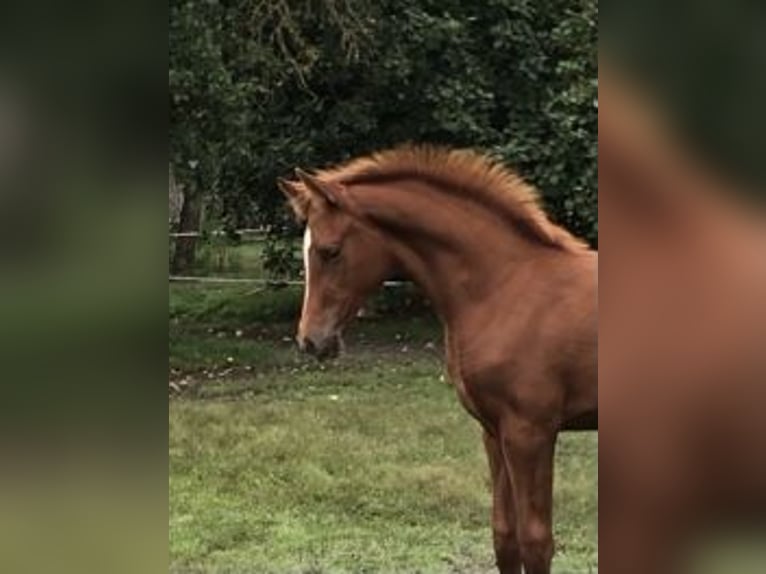 Hannoveraner Stute 3 Jahre 172 cm Fuchs in TrebelTrebel