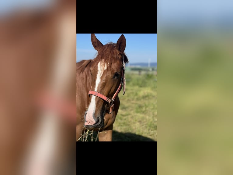 Hannoveraner Stute 3 Jahre 172 cm Fuchs in Florstadt