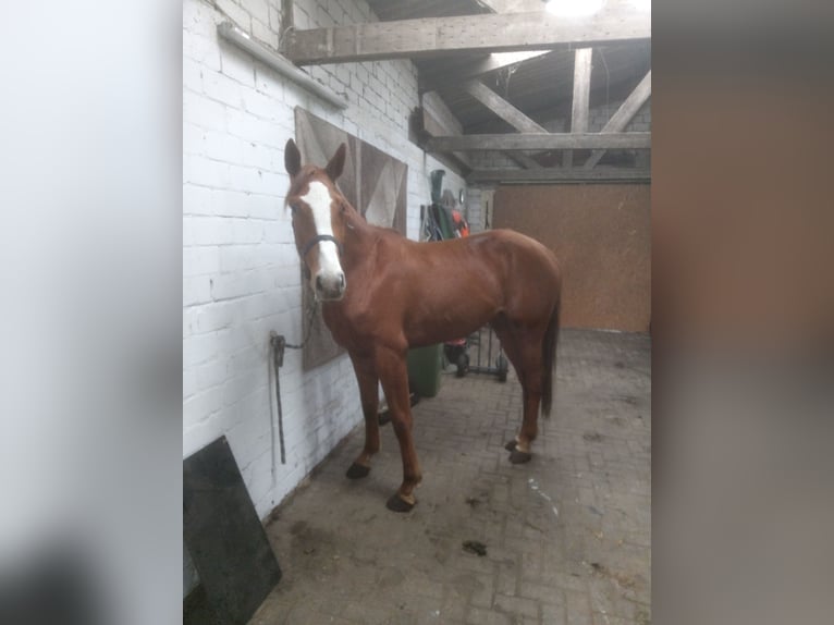 Hannoveraner Stute 3 Jahre 172 cm Fuchs in Ihlow