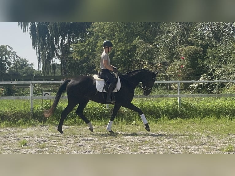 Hannoveraner Stute 3 Jahre 172 cm Rappe in Edemissen