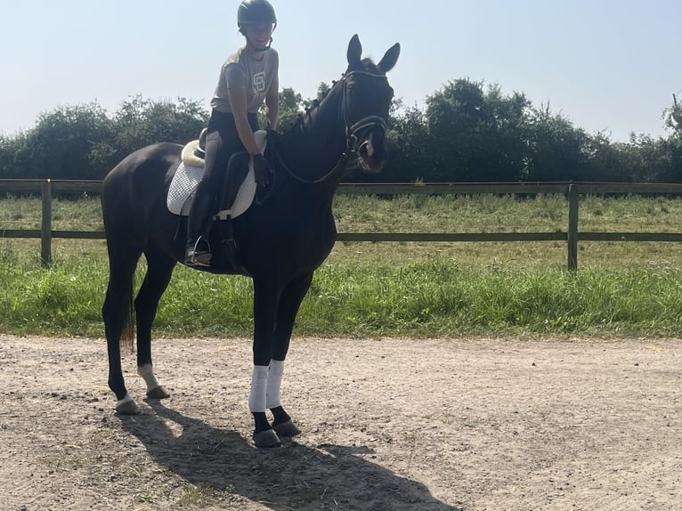 Hannoveraner Stute 3 Jahre 172 cm Rappe in Edemissen