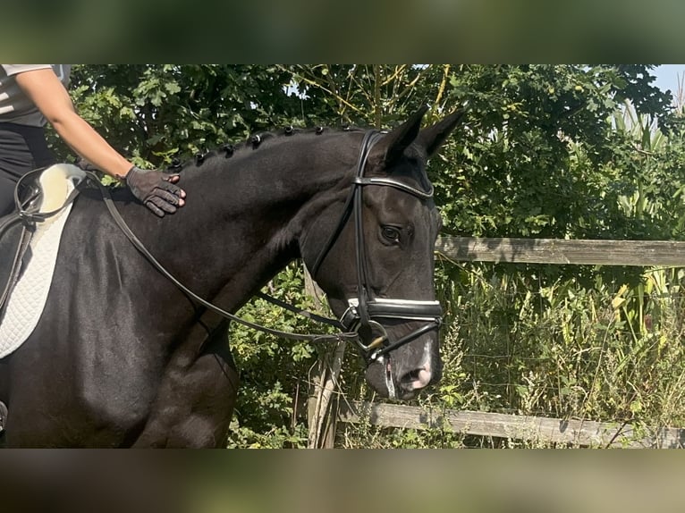 Hannoveraner Stute 3 Jahre 172 cm Rappe in Edemissen