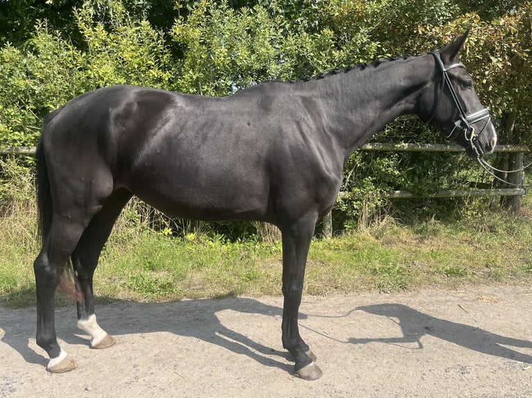 Hannoveraner Stute 3 Jahre 172 cm Rappe in Edemissen