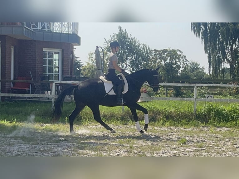Hannoveraner Stute 3 Jahre 172 cm Rappe in Edemissen