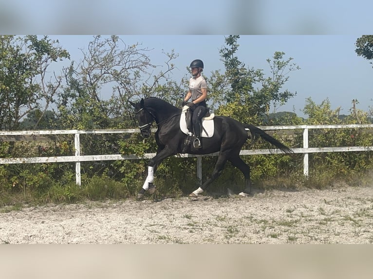 Hannoveraner Stute 3 Jahre 172 cm Rappe in Edemissen