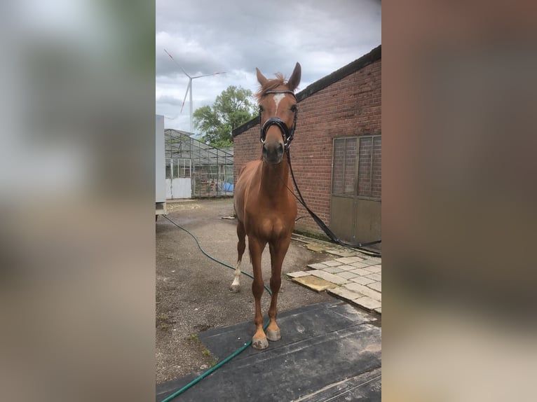 Hannoveraner Stute 3 Jahre 173 cm Fuchs in Straelen