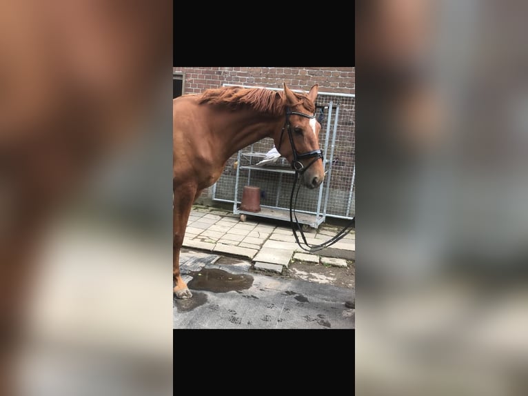 Hannoveraner Stute 3 Jahre 173 cm Fuchs in Straelen