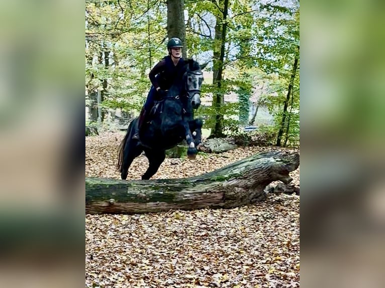 Hannoveraner Stute 3 Jahre 173 cm Schimmel in Rosdorf Hannoveraner Stute 3 Jahre 173 cm Schimmel in Rosdorf