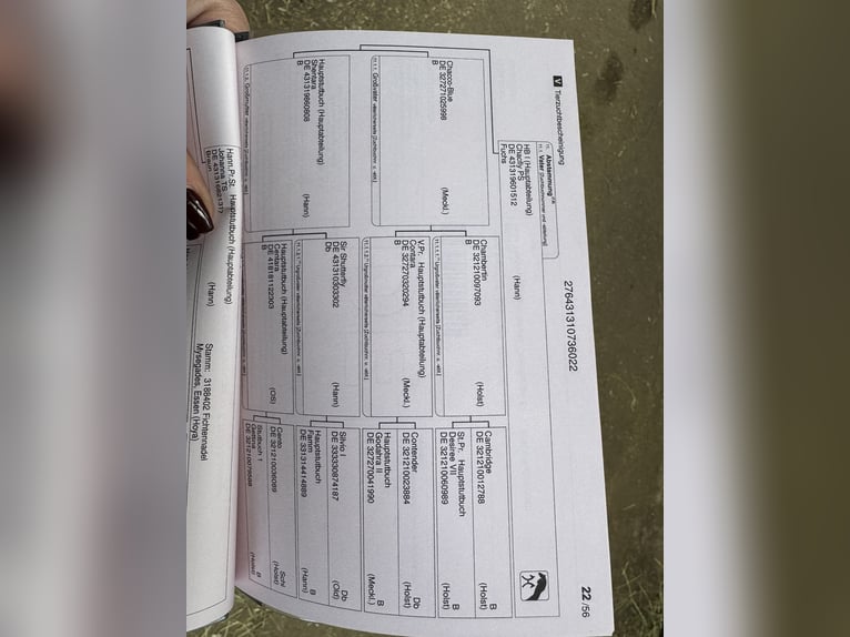 Hannoveraner Stute 3 Jahre 174 cm Brauner in Grevenbroich