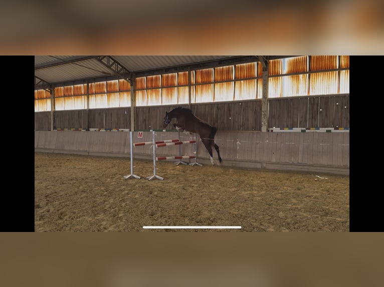 Hannoveraner Stute 3 Jahre 174 cm Brauner in Grabfeld