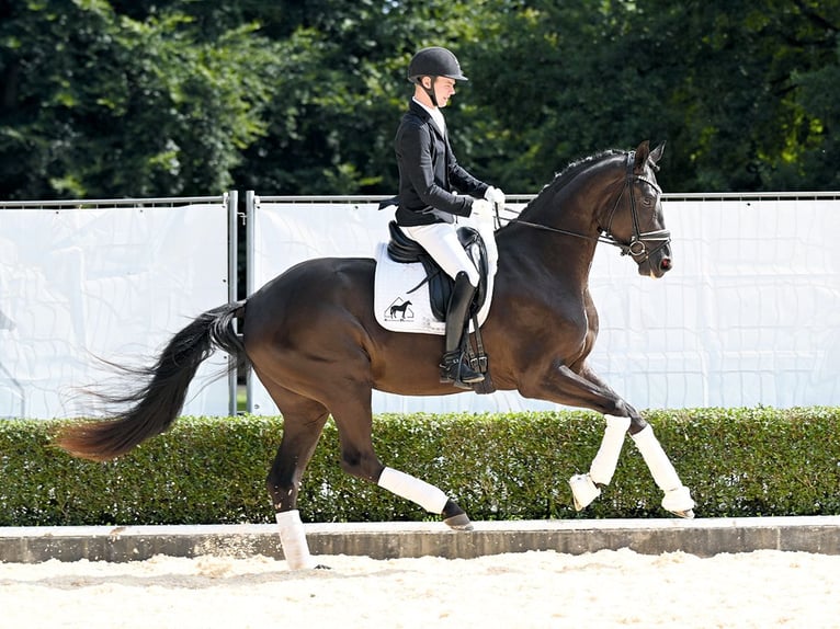 Hannoveraner Stute 3 Jahre 174 cm Rappe in Bad Bevensen