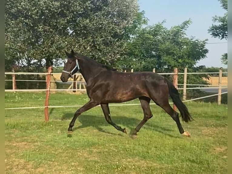 Hannoveraner Stute 3 Jahre 175 cm Dunkelbrauner in Tass