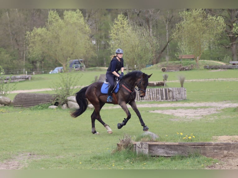 Hannoveraner Stute 3 Jahre 175 cm Dunkelbrauner in Kollow