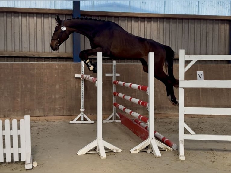 Hannoveraner Stute 3 Jahre 175 cm Dunkelbrauner in Kollow
