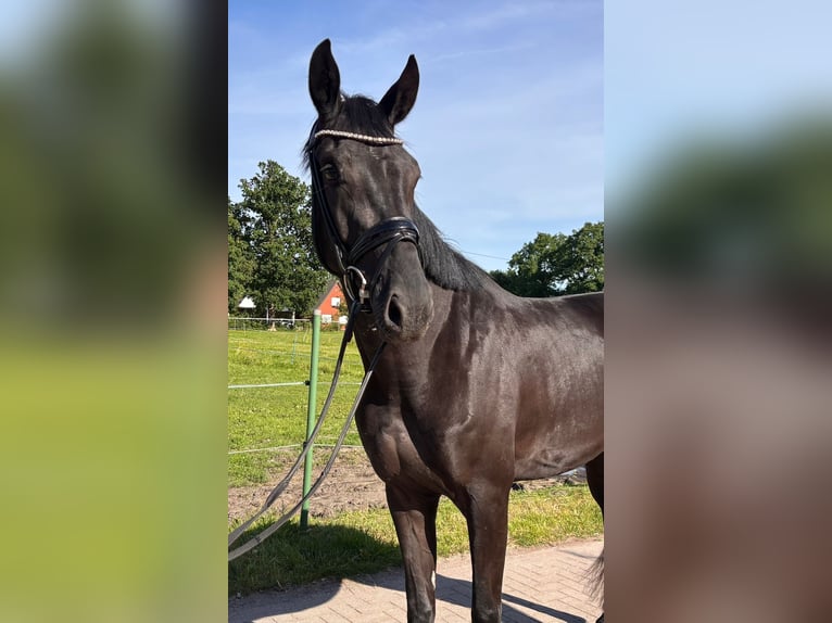 Hannoveraner Stute 3 Jahre 175 cm Rappe in Leer (Ostfriesland)