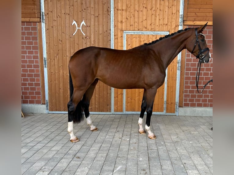 Hannoveraner Stute 3 Jahre 177 cm Brauner in Bruchsal