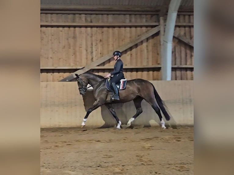 Hannoveraner Stute 3 Jahre Brauner in Basdahl