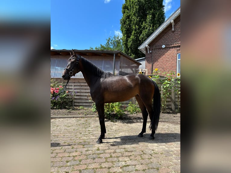 Hannoveraner Stute 3 Jahre Dunkelbrauner in Oerel