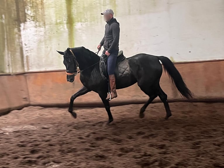 Hannoveraner Stute 3 Jahre  in Tui (O Sagrario)