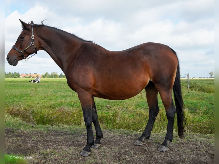 Hannoveraner Stute 3 Jahre Schimmel in Lintig