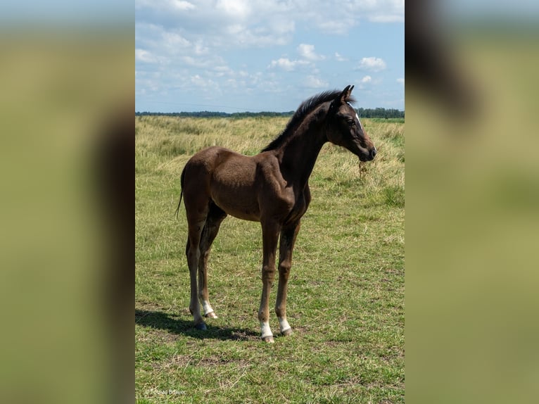 Hannoveraner Stute 3 Jahre Schimmel in Lintig