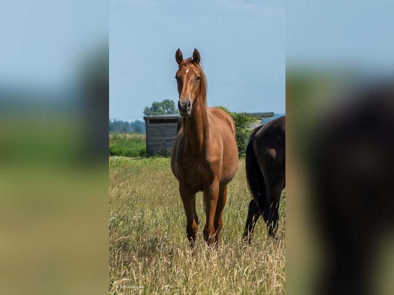Hannoveraner Stute 3 Jahre Schimmel in Lintig