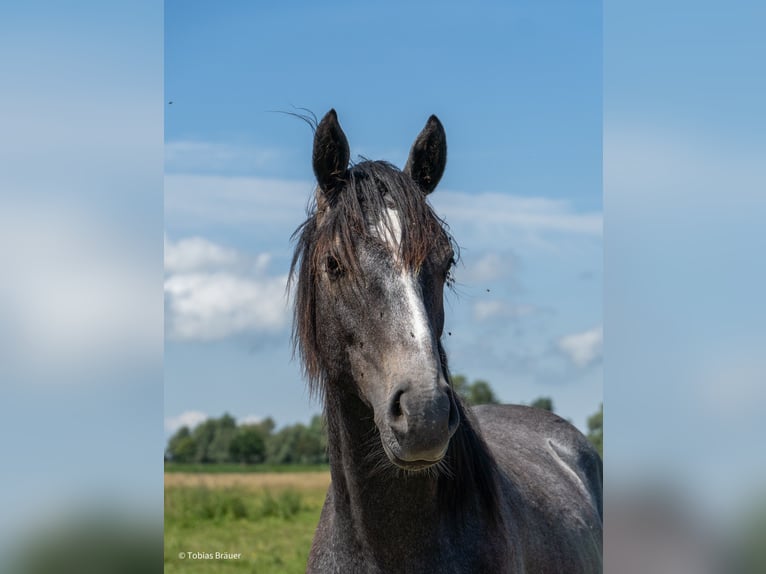 Hannoveraner Stute 3 Jahre Schimmel in Lintig