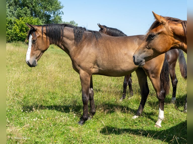 Hannoveraner Stute 3 Jahre Schimmel in Lintig