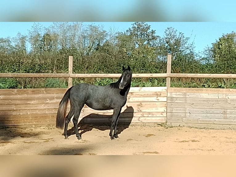 Hannoveraner Stute 4 Jahre 149 cm Schimmel in Ceron