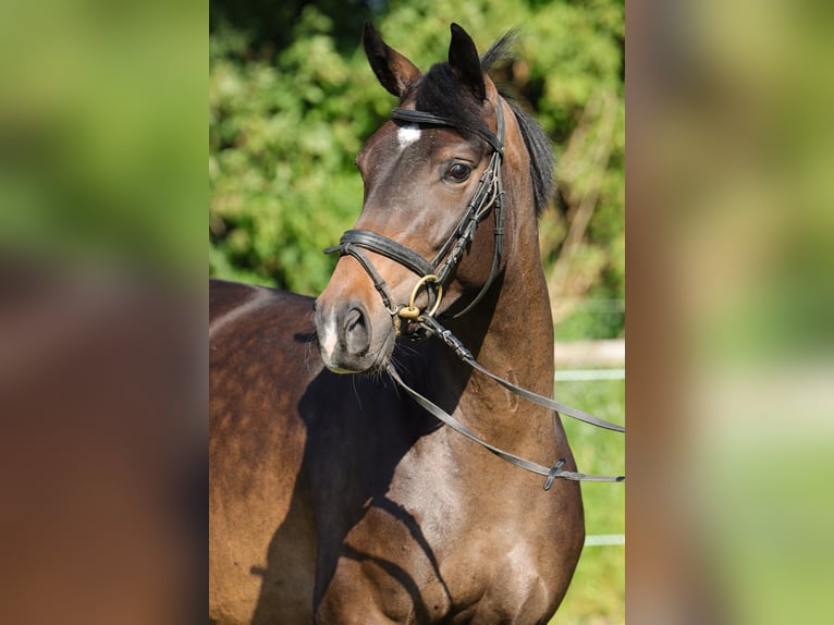 Hannoveraner Stute 4 Jahre 151 cm Dunkelbrauner in Rickling