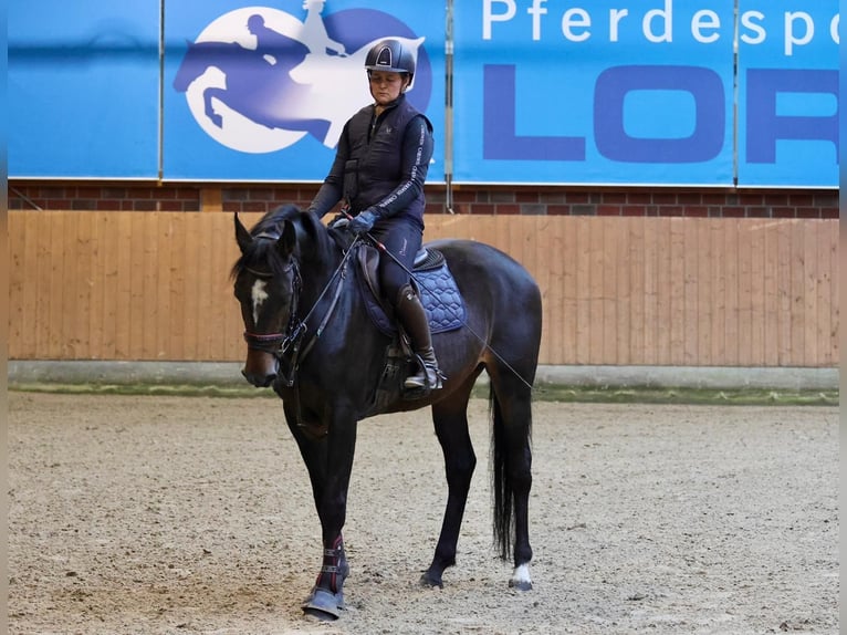 Hannoveraner Stute 4 Jahre 155 cm Brauner in Osterholz-Scharmbeck