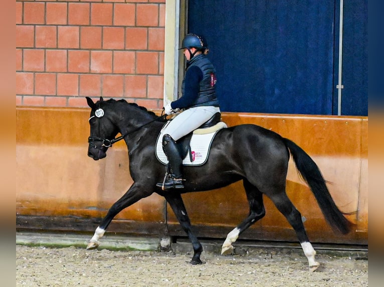 Hannoveraner Stute 4 Jahre 155 cm Rappe in Moers