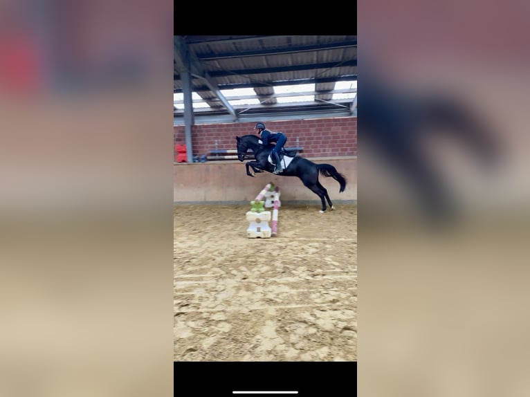 Hannoveraner Stute 4 Jahre 156 cm in Dorsten