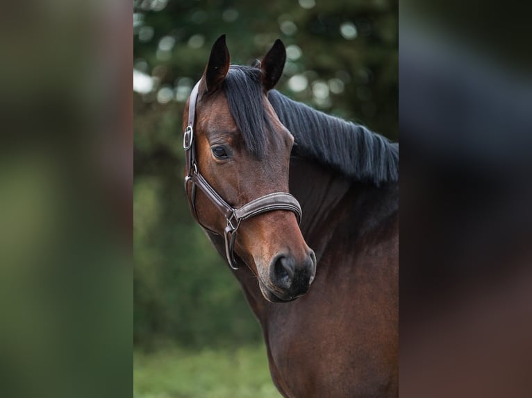 Hannoveraner Stute 4 Jahre 158 cm Brauner in Heppenheim (Bergstra&#xDF;e)Heppenheim