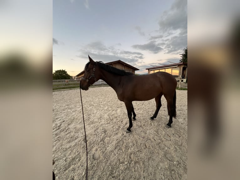 Hannoveraner Stute 4 Jahre 158 cm Brauner in Heppenheim (Bergstra&#xDF;e)Heppenheim