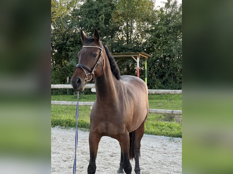 Hannoveraner Stute 4 Jahre 158 cm Brauner in Heppenheim (Bergstra&#xDF;e)Heppenheim