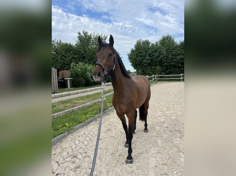 Hannoveraner Stute 4 Jahre 158 cm Brauner in Heppenheim (Bergstra&#xDF;e)Heppenheim