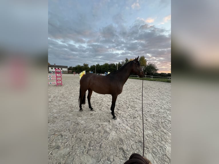 Hannoveraner Stute 4 Jahre 158 cm Brauner in Heppenheim (Bergstra&#xDF;e)Heppenheim
