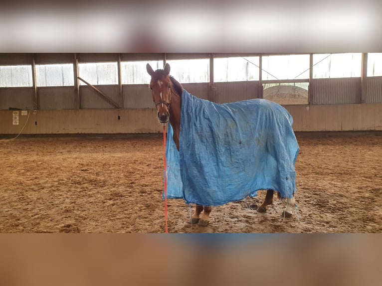 Hannoveraner Stute 4 Jahre 158 cm Fuchs in Großenwörden