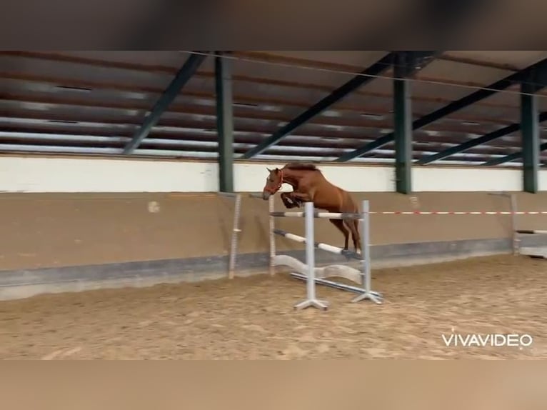Hannoveraner Stute 4 Jahre 158 cm Fuchs in Großenwörden