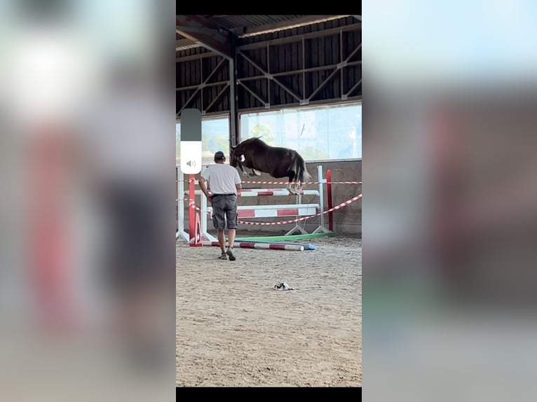 Hannoveraner Stute 4 Jahre 158 cm Fuchs in Montlingen