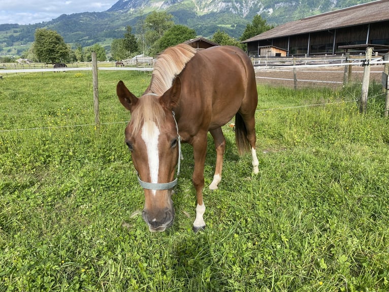 Hannoveraner Stute 4 Jahre 158 cm Fuchs in Montlingen