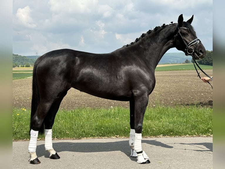 Hannoveraner Stute 4 Jahre 158 cm Rappe in Riedlingen