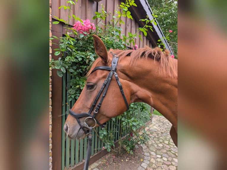 Hannoveraner Stute 4 Jahre 159 cm Fuchs in Nuthe-Urstromtal